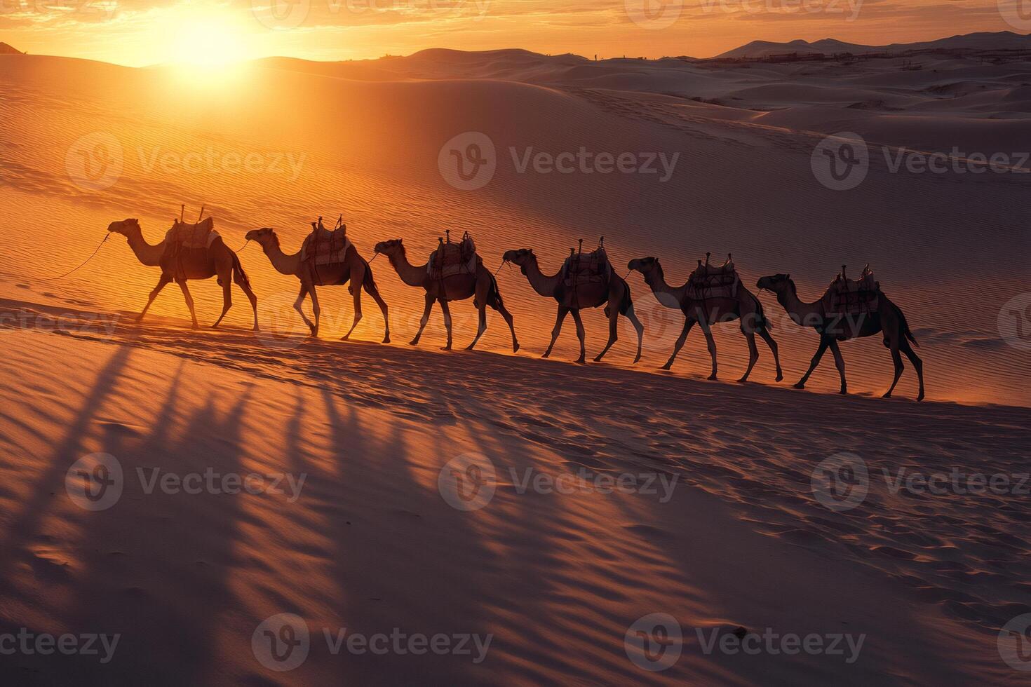 Camel caravan crossing desert dunes at sunset . photo