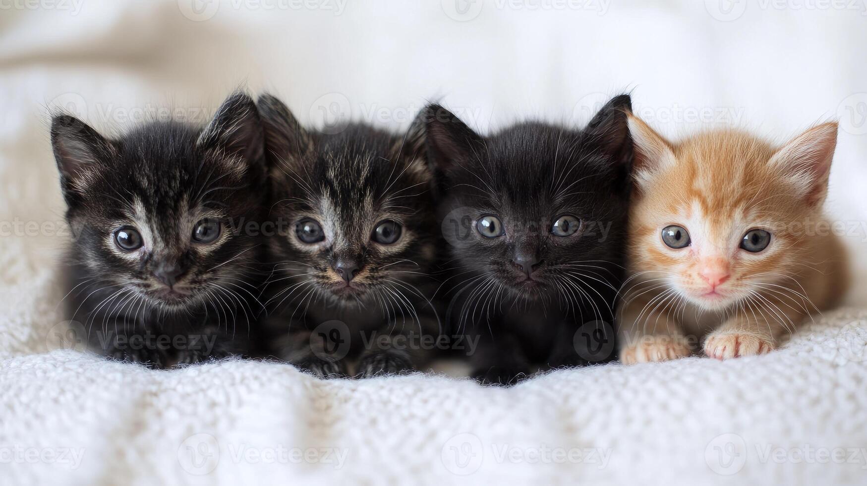 Four kittens relaxing on soft white blanket.. photo