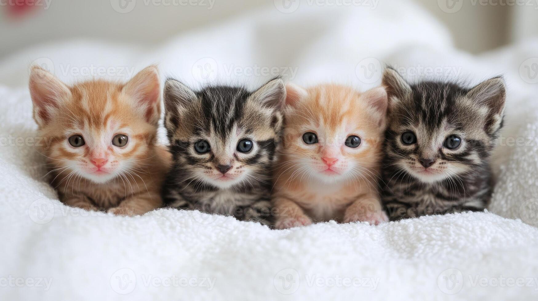 Four kittens relaxing on soft white blanket . photo