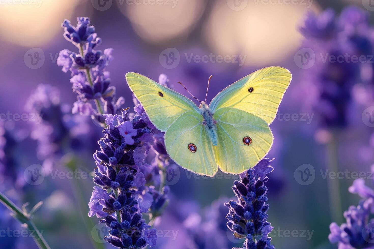Vibrant yellow butterfly resting on lavender blooms photo