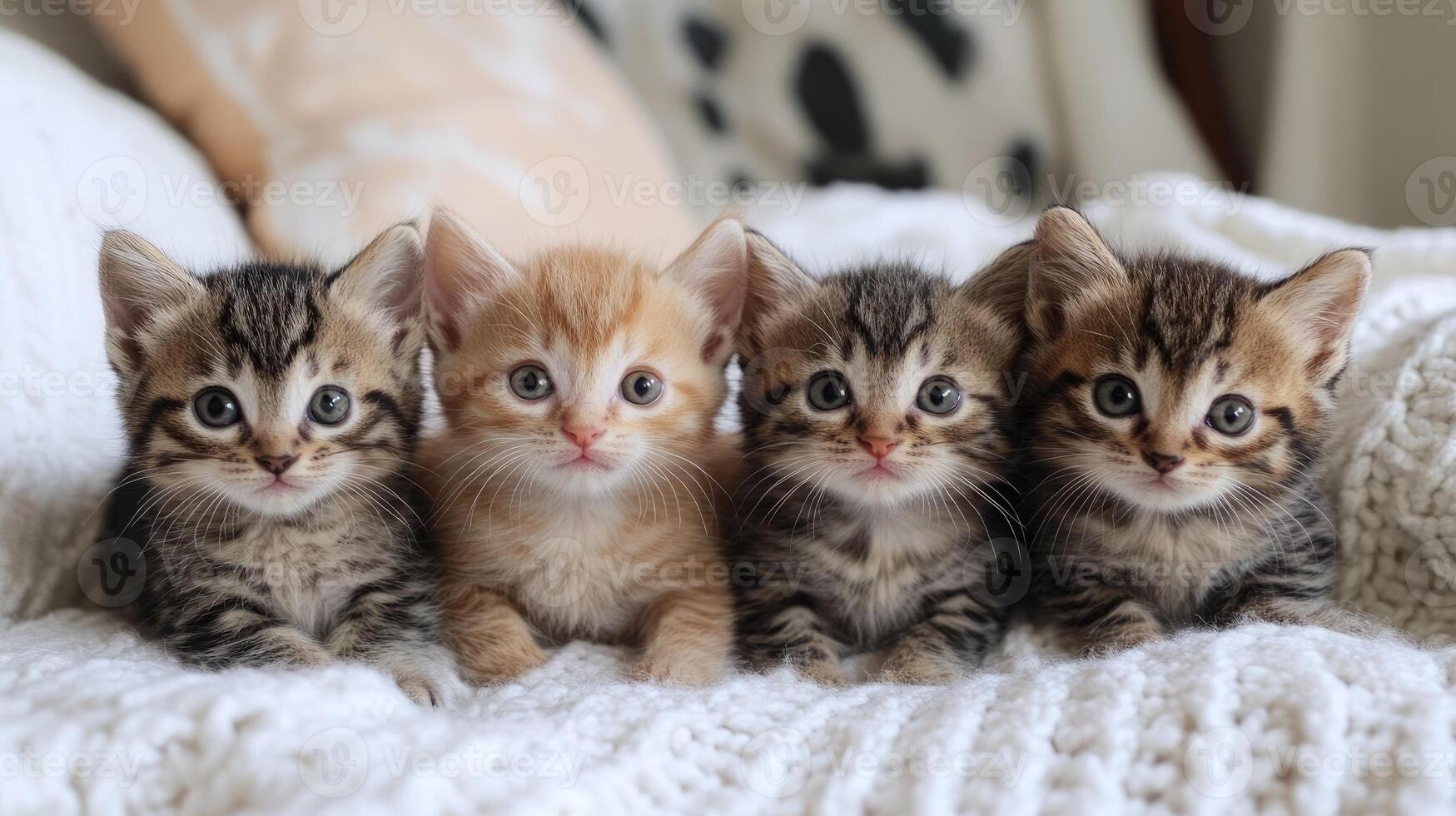 Four kittens relaxing on soft white blanket photo