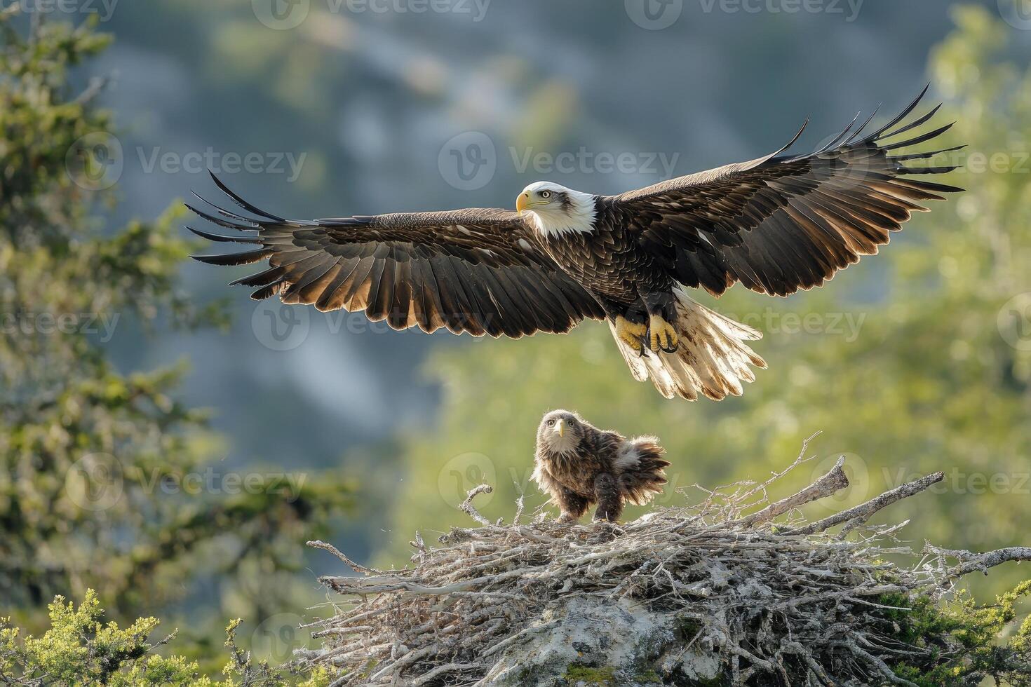 Bald eagle landing on nest with eaglet photo