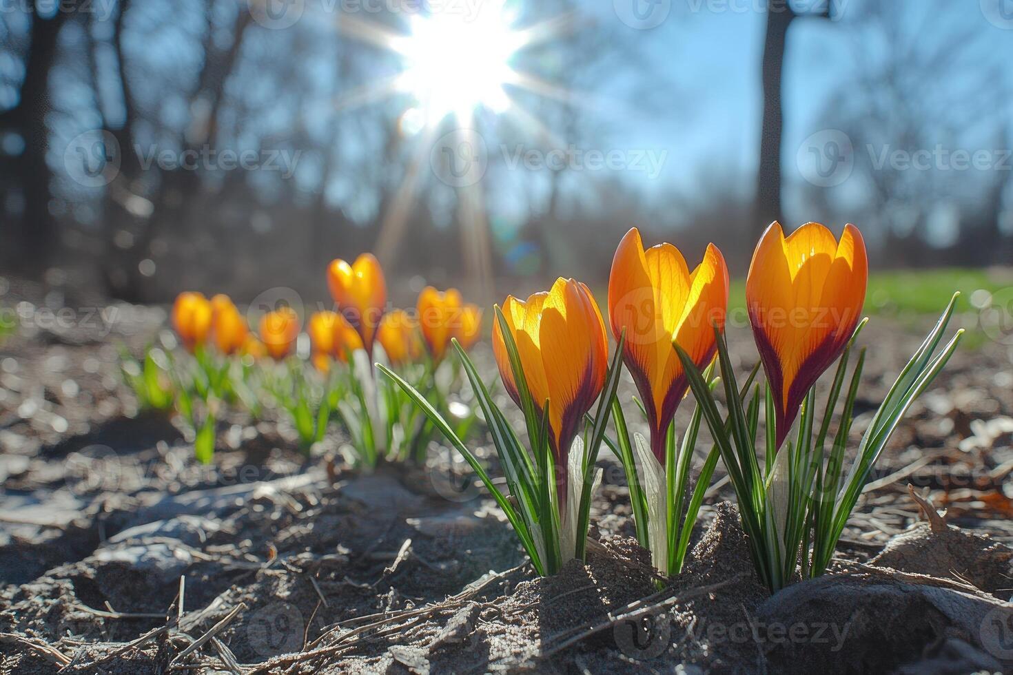 Yellow crocuses blooming in spring sunlight photo