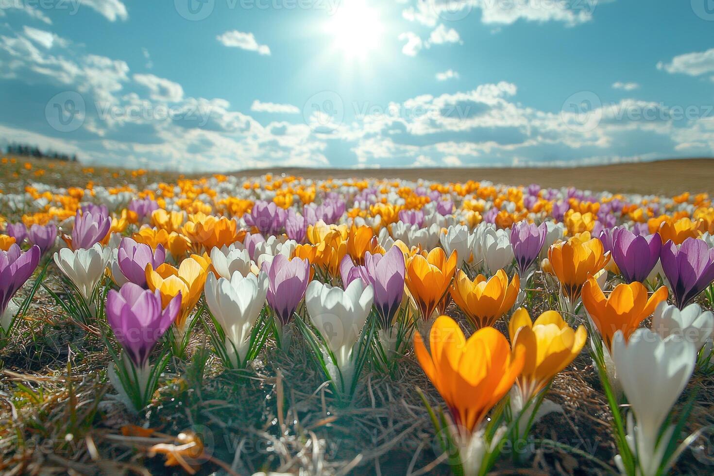 Colorful crocuses blooming in meadow under bright sunshine photo