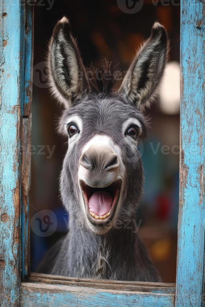 Donkey smiling showing tongue and teeth.. photo