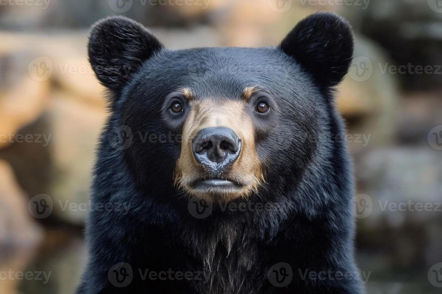 Majestic black bear gazing in natural habitat photo
