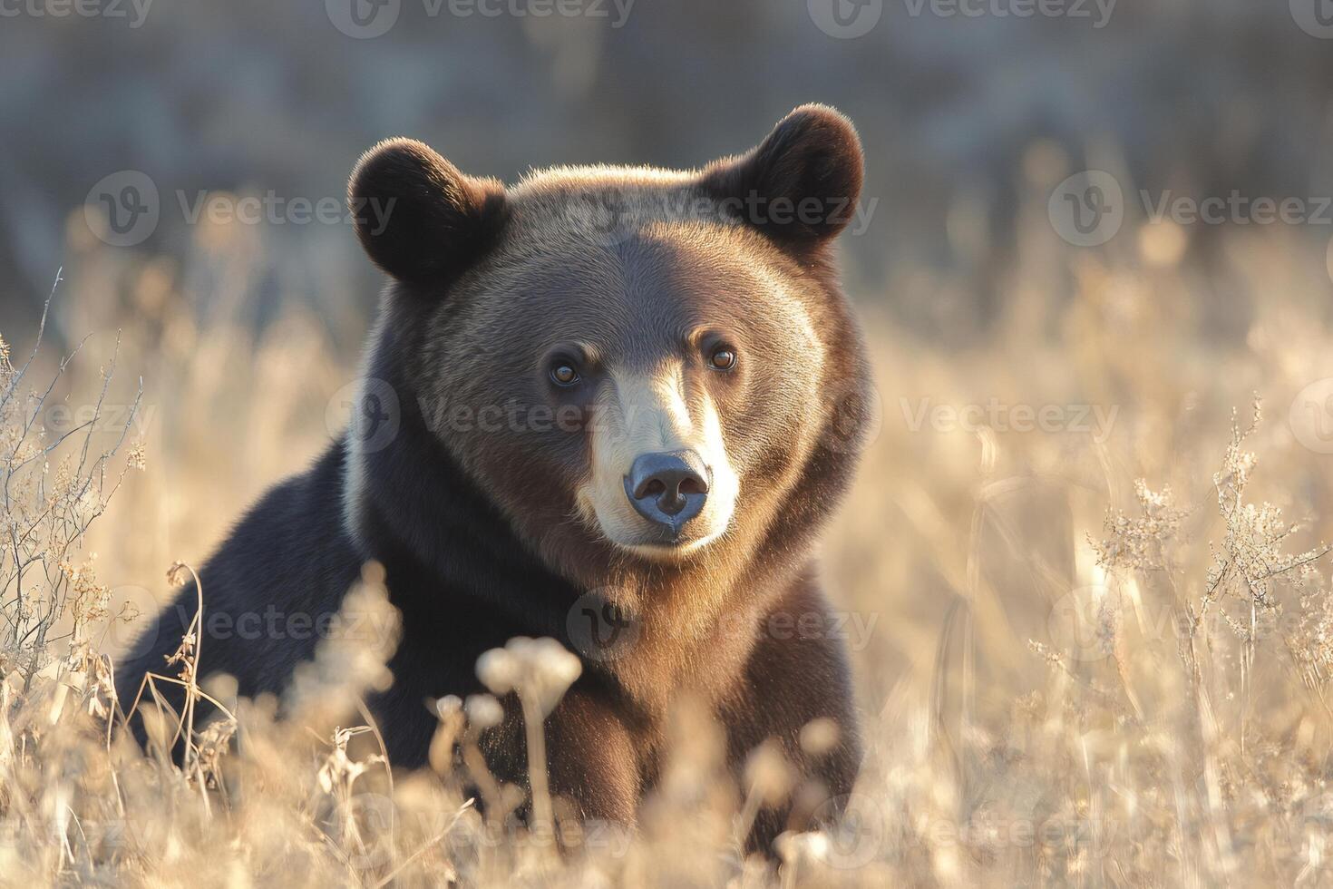 Majestic brown bear resting in sunlit meadow photo