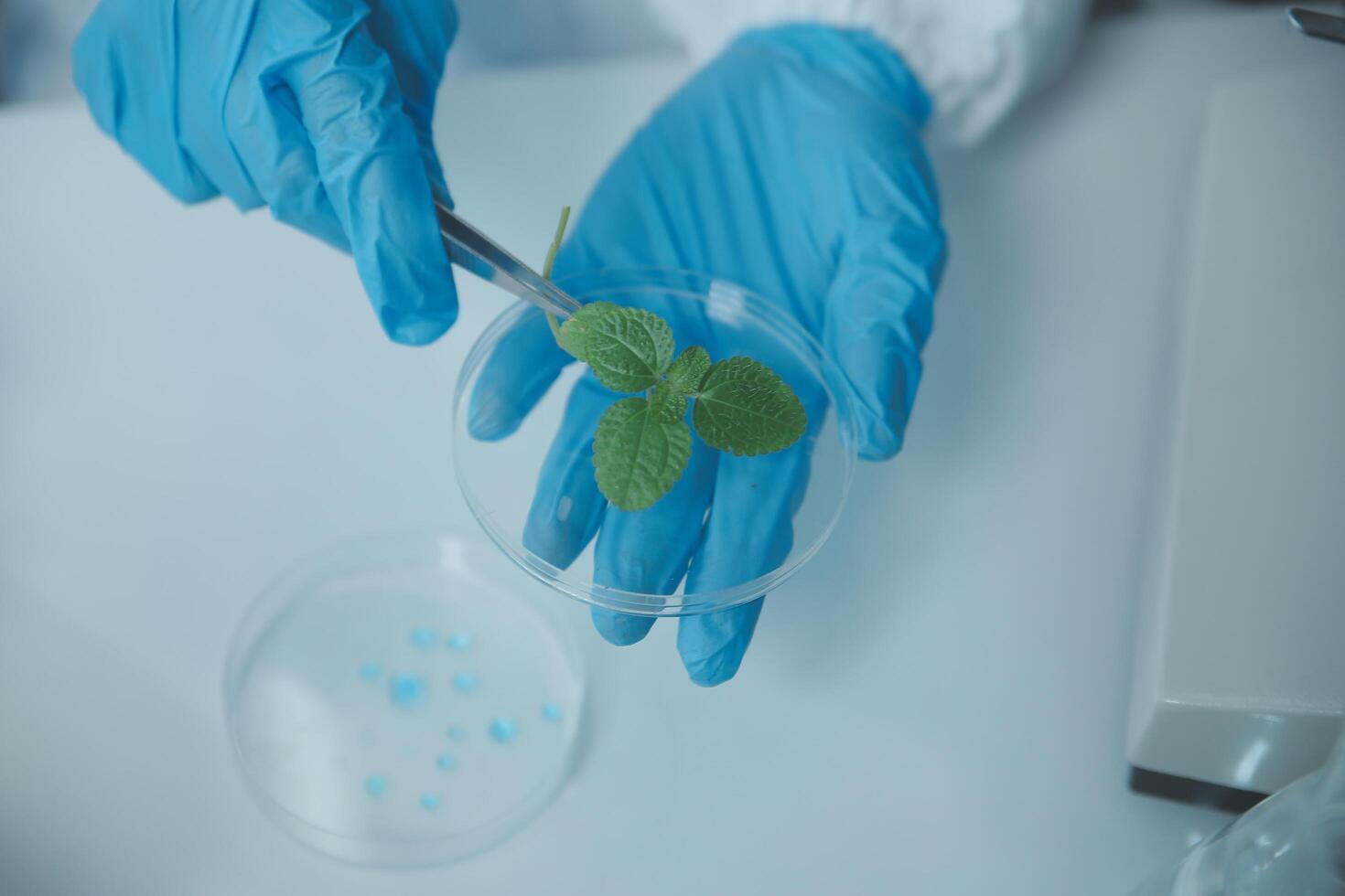 A person in blue gloves holding a plant in a petri dish photo