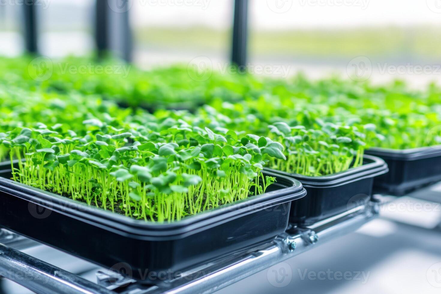 Indoor farming setup features trays of kale microgreens under grow lights for sustainable agriculture in a modern greenhouse environment photo