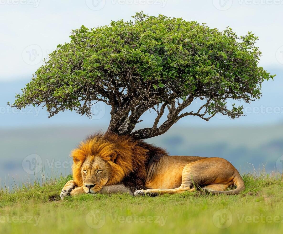 Majestic lion sleeping peacefully under a lush green tree in the african savanna photo
