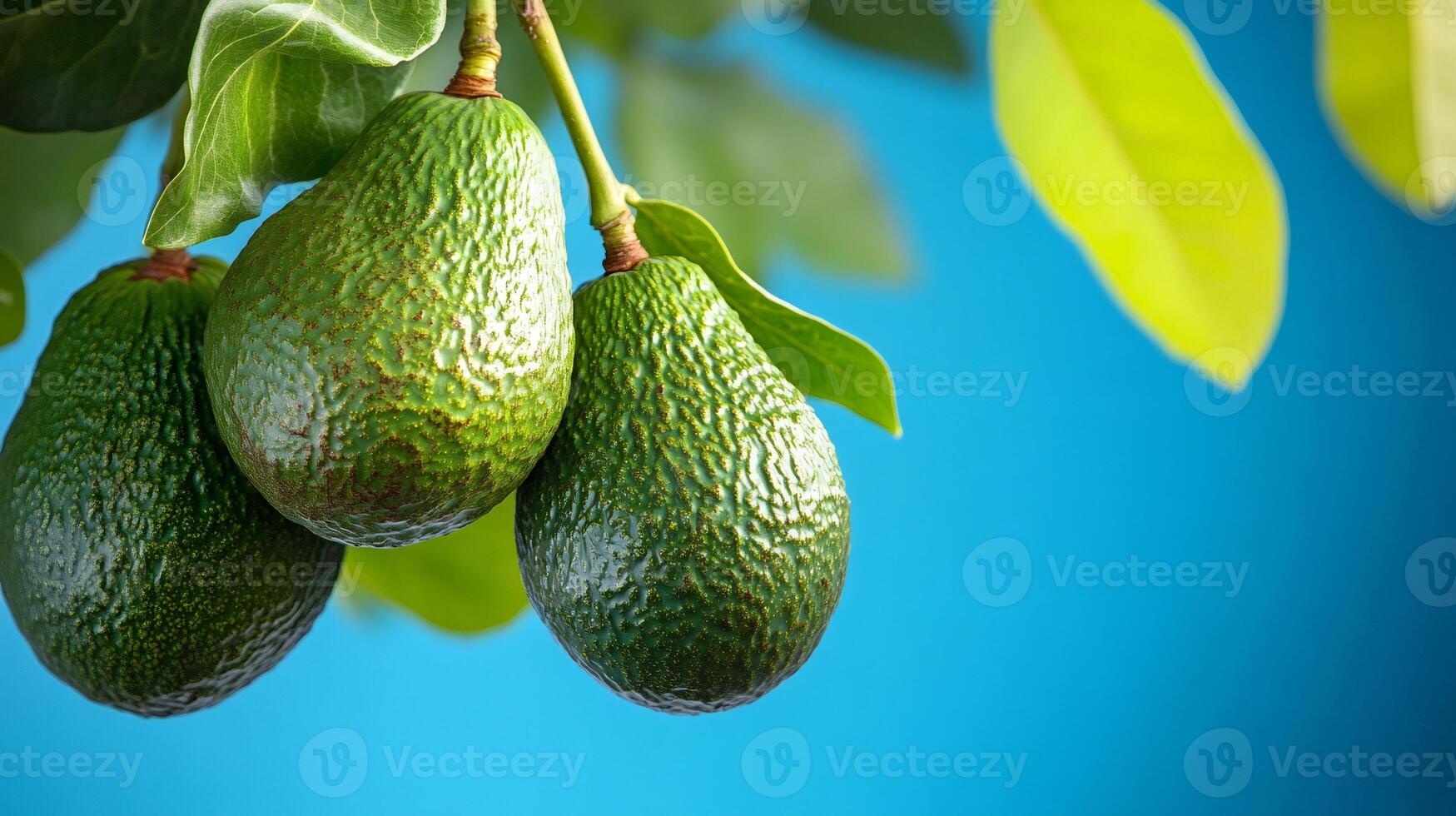 Fresh green avocados growing on tree against blue background photo