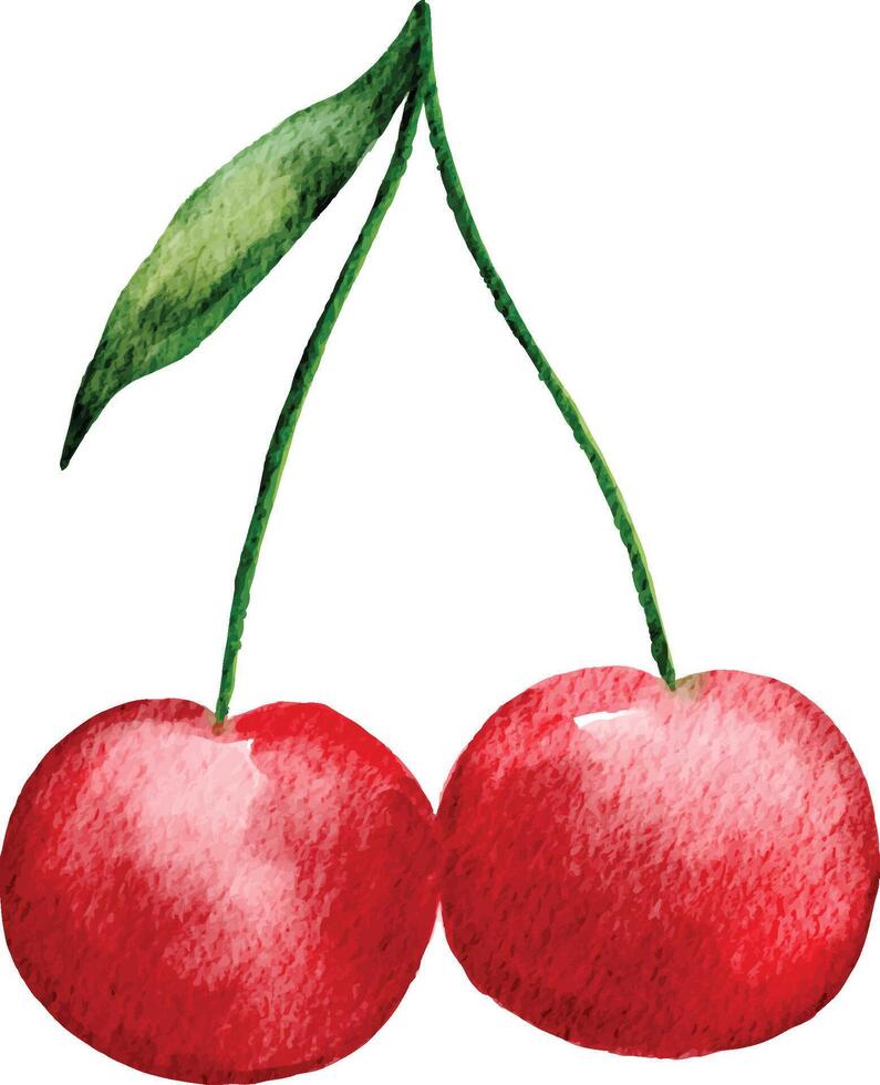 watercolor hand painted red cherry illustration isolated on white. vector