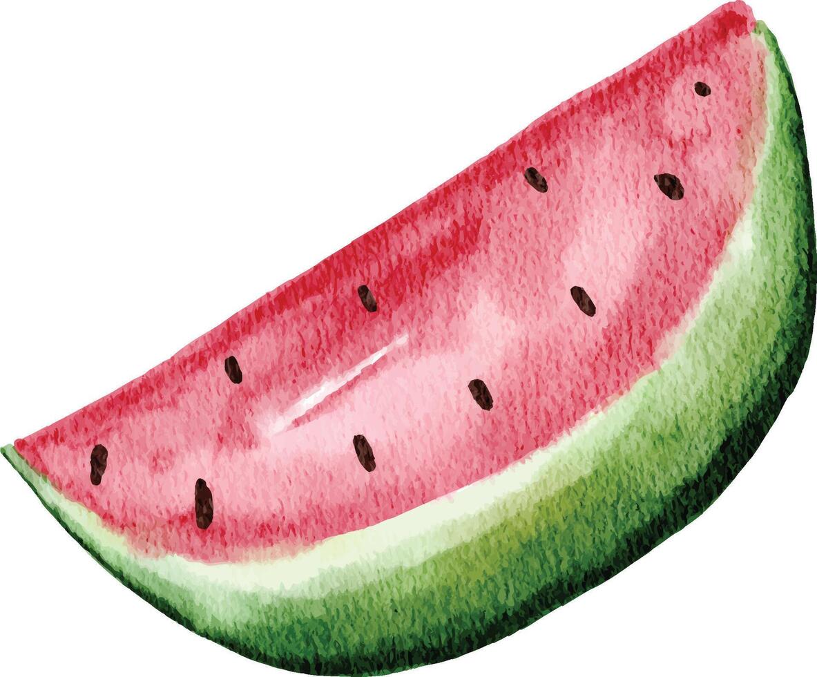 A slice of watermelon watercolor illustration isolated on white. Close up watermelon fruit image vector