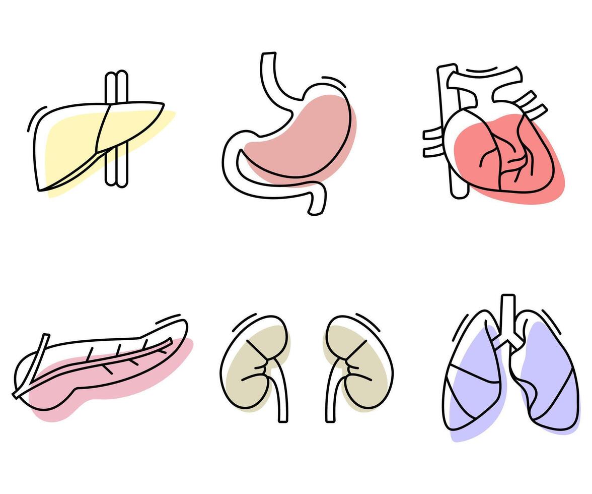 Human organs hand drawn flat design illustration vector