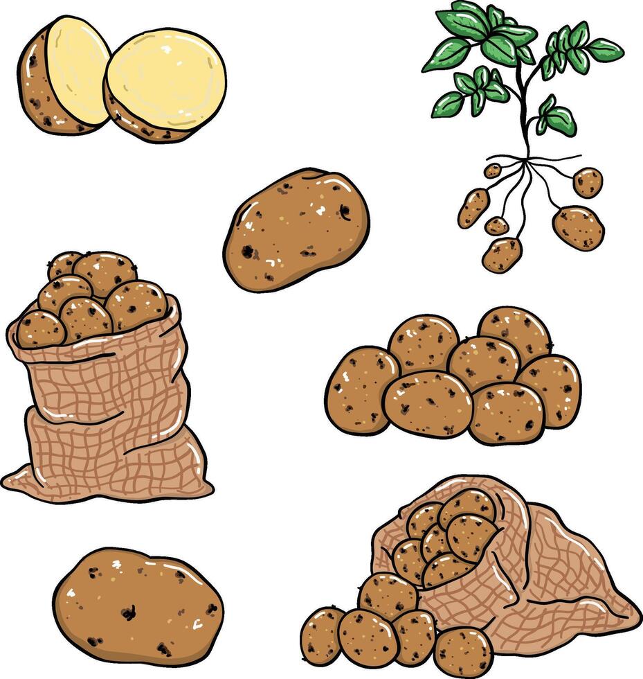 Illustration of potatoes, doodle style vector