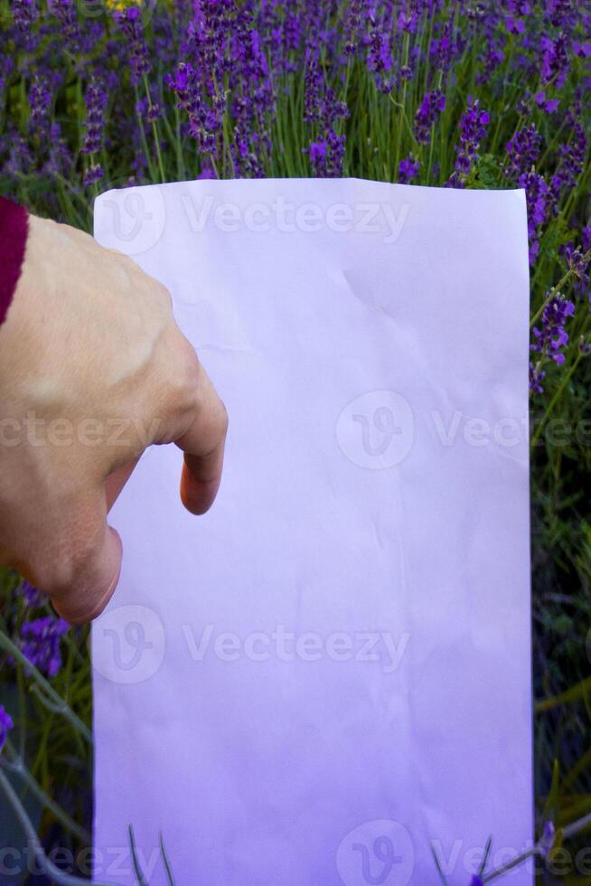A beautiful branch of lavender lies on a white background photo