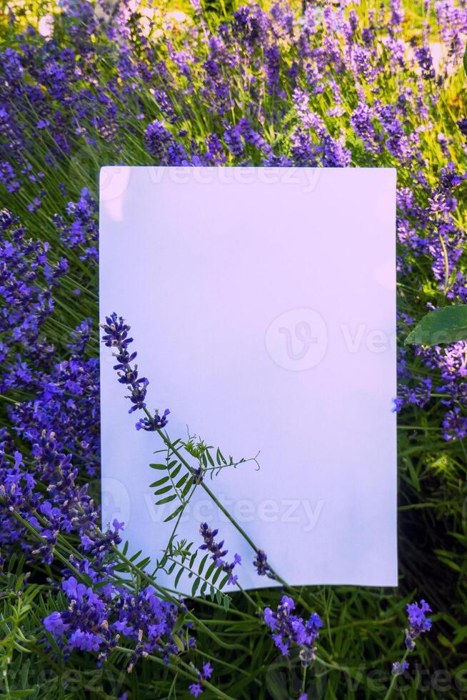 A beautiful branch of lavender lies on a white background photo