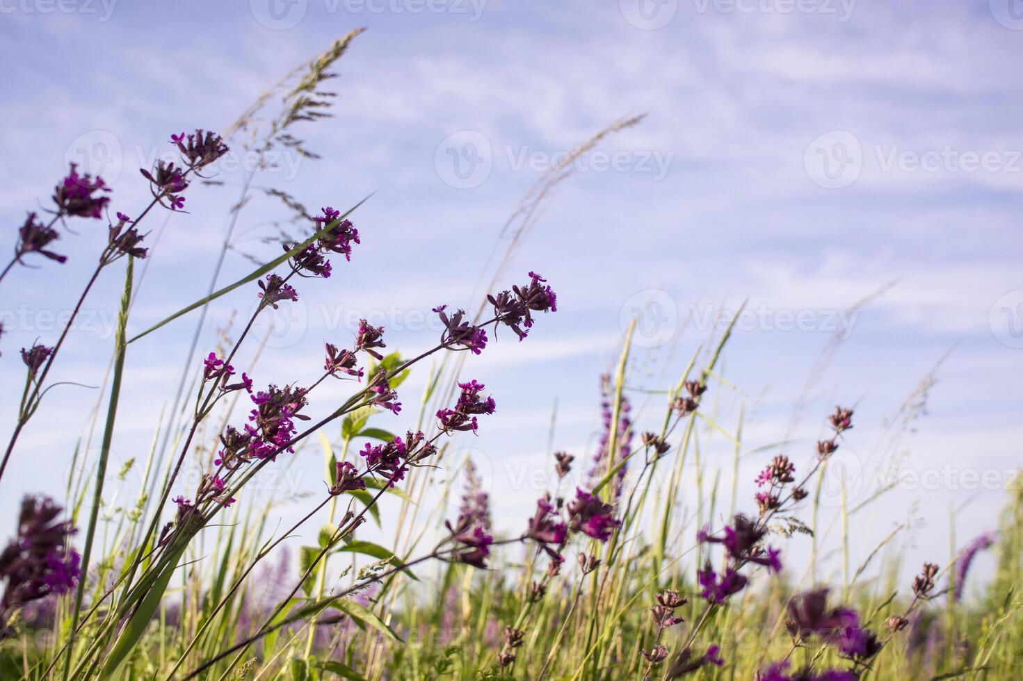 pale purple flowers against the sky photo