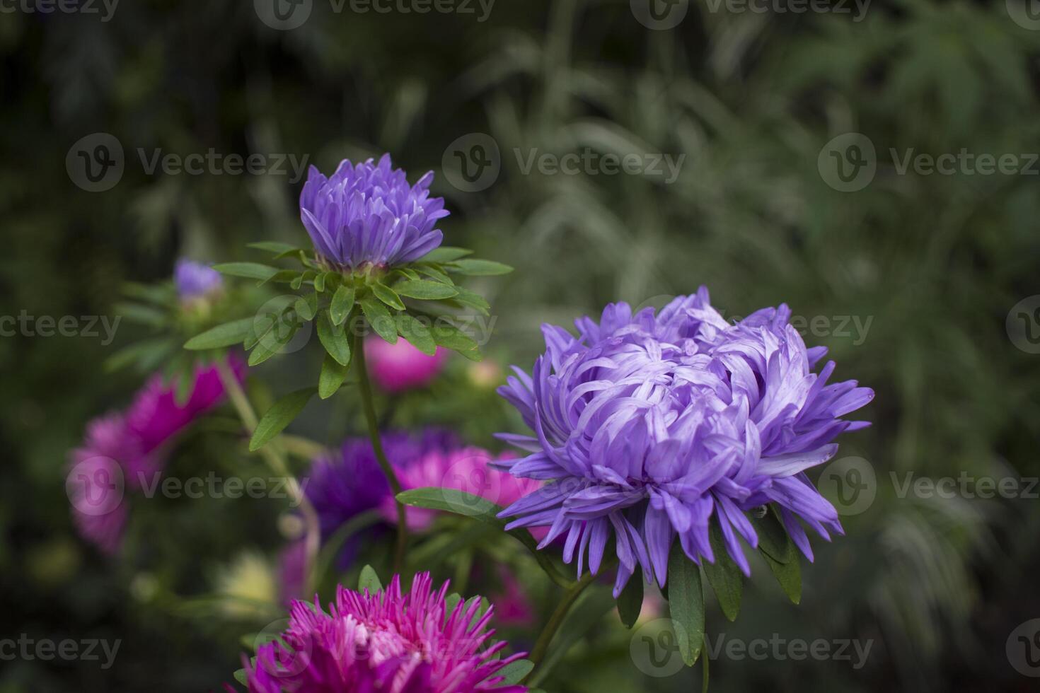 aster flowers on green leaves background. Colorful multicolor aster flowers perennial plant. Close up of aster flower garden bed in early autumn september day in farm field photo