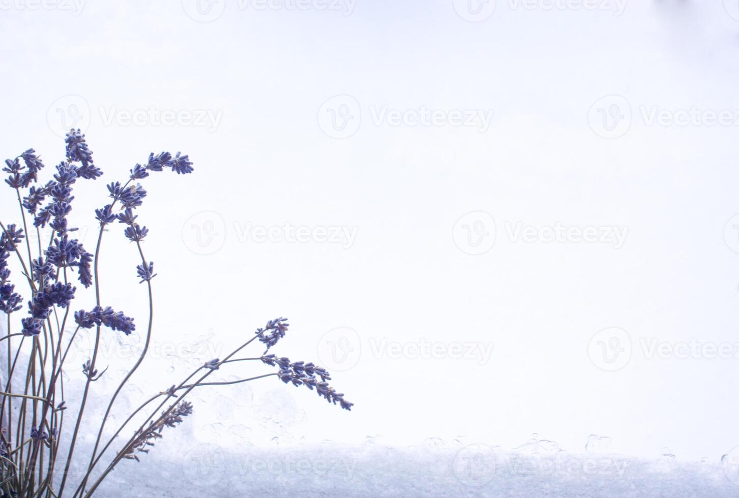 Bunch of cut lavender flowers on snow window a lot of copy space. photo