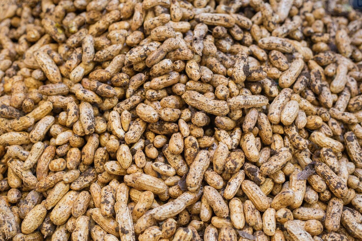 Piles of raw local peanuts are high in protein and have many benefits. They are a snack food ingredient in many menus and are commonly sold in markets and street food. photo
