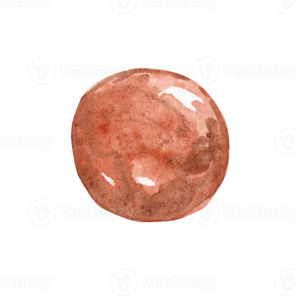 watercolor hand drawn macadamia nut in shell isolated png