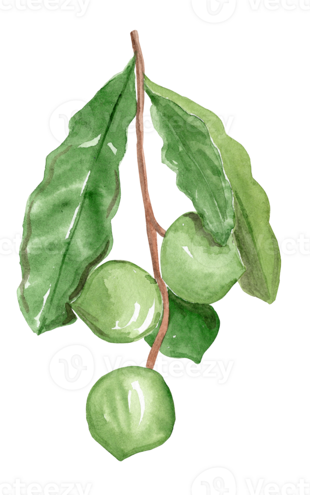 watercolor hand drawn macadamia branch with green leaves and nuts isolated png