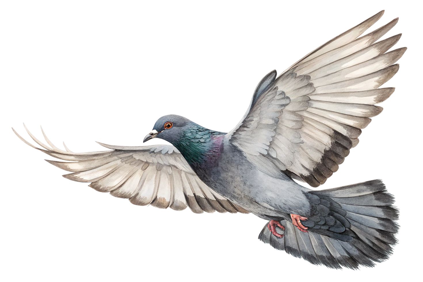 pigeon is flying isolated on transparency background png