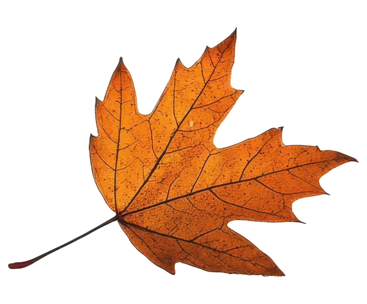 Single brown and orange maple leaf with visible veins png