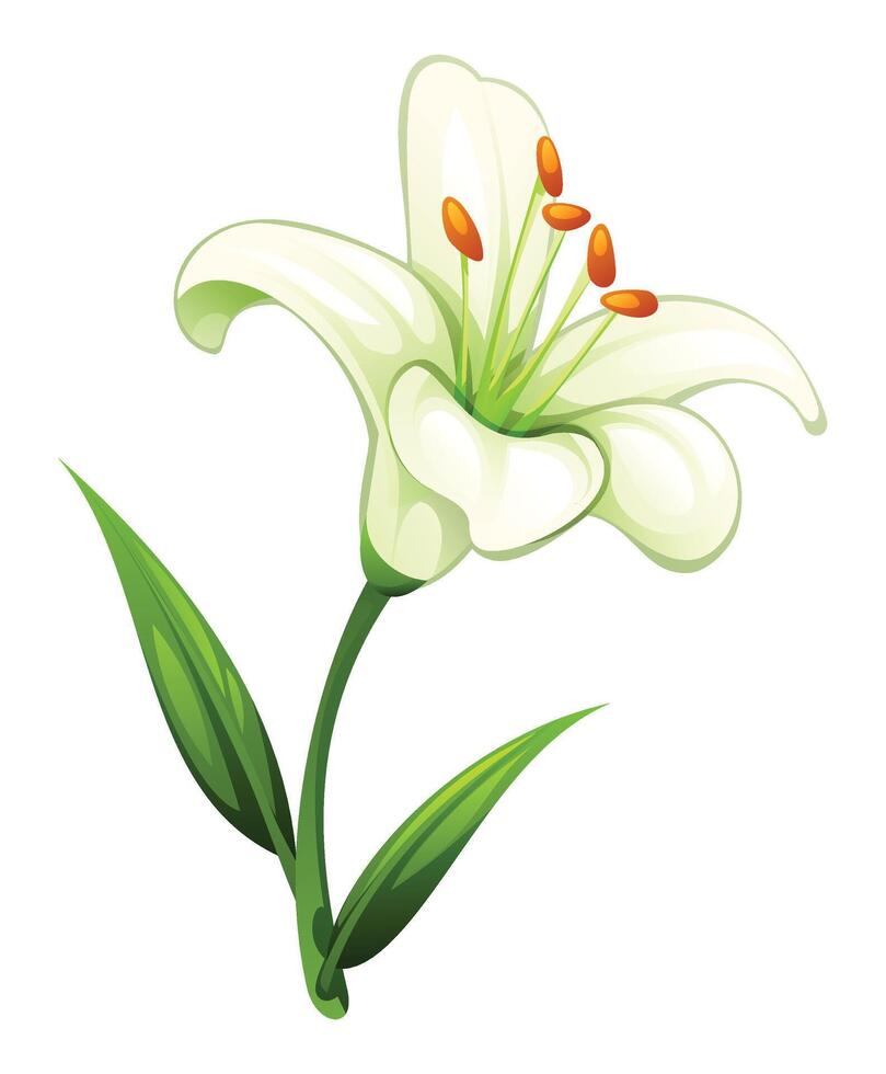Delicate white lily flower with smooth petals and leaves, perfect for elegant floral designs. Cartoon illustration vector