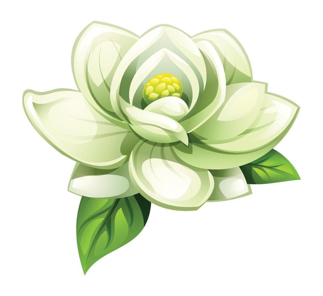 White magnolia flower in bloom with leaves. Cartoon illustration isolated on white background vector