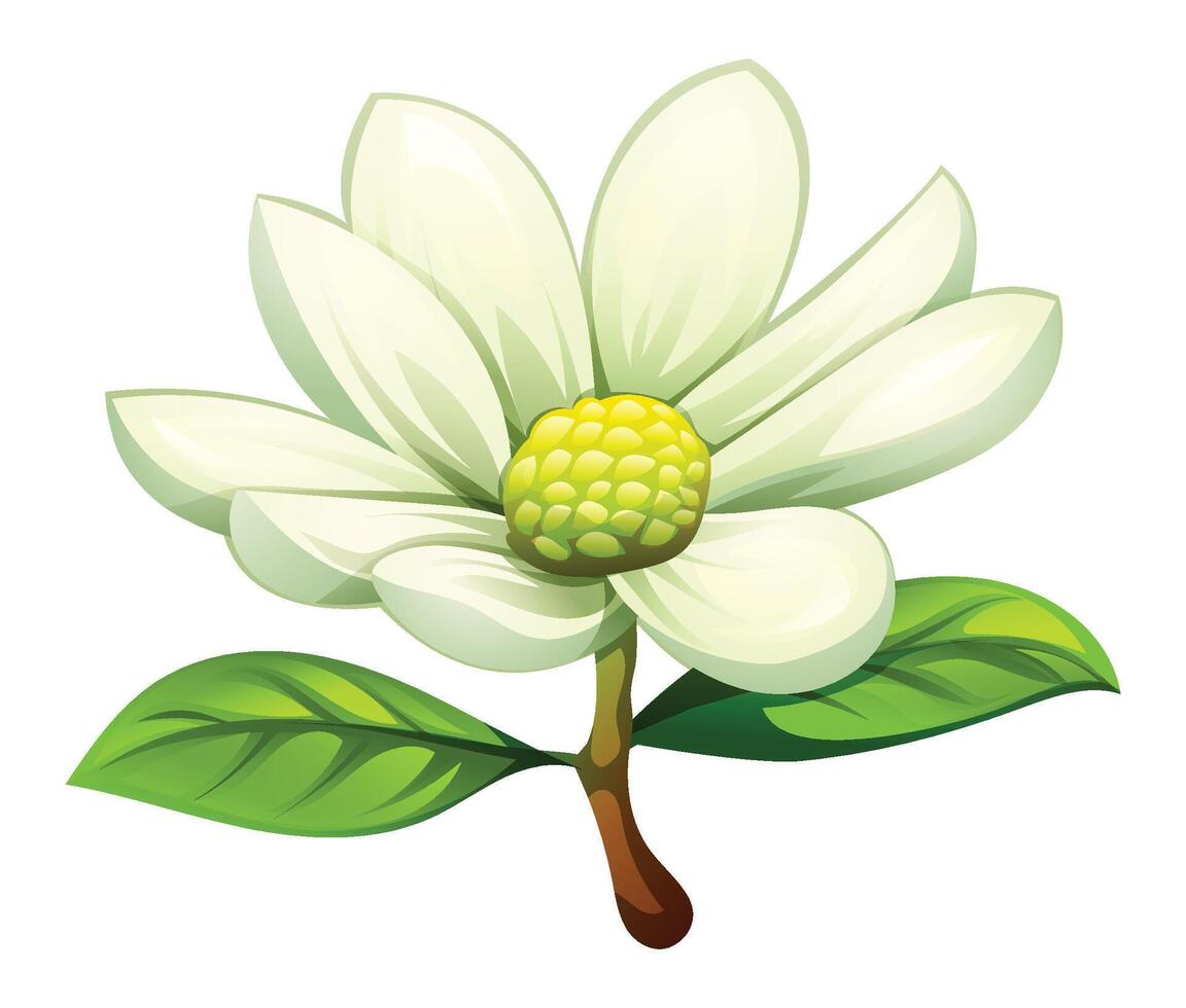 White magnolia flower in bloom with open petals and leaves. Cartoon illustration vector