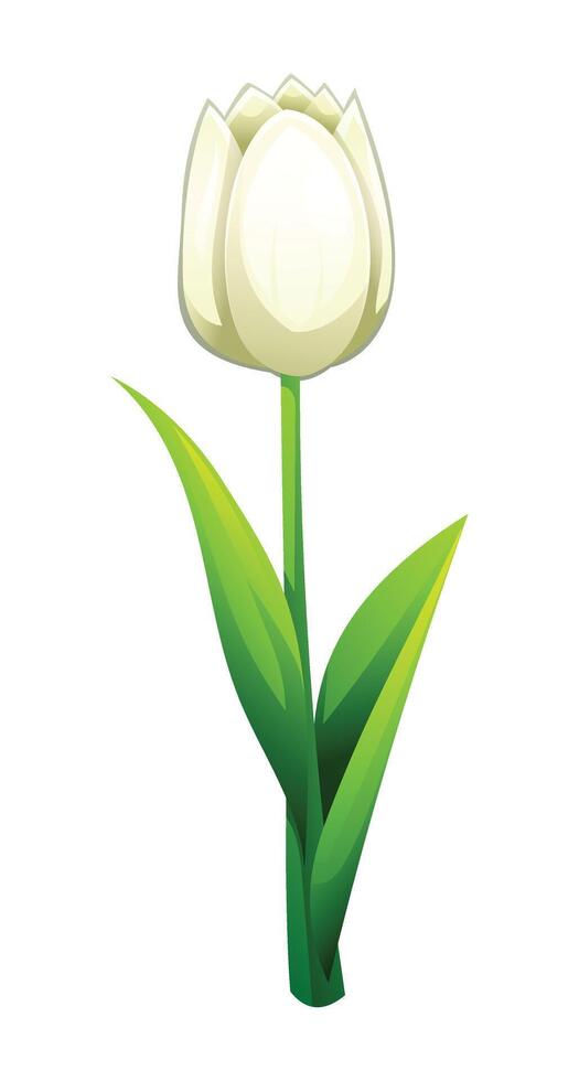 Delicate white tulip with smooth petals and leaves. Cartoon illustration vector