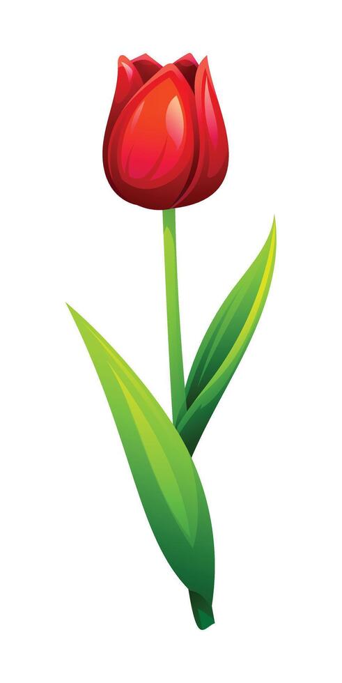 Red tulip with smooth petals and leaves, ideal for spring designs. Cartoon illustration vector