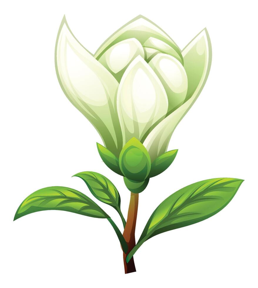 White magnolia flower with leaves, partially open blossom. Cartoon illustration isolated on white background vector