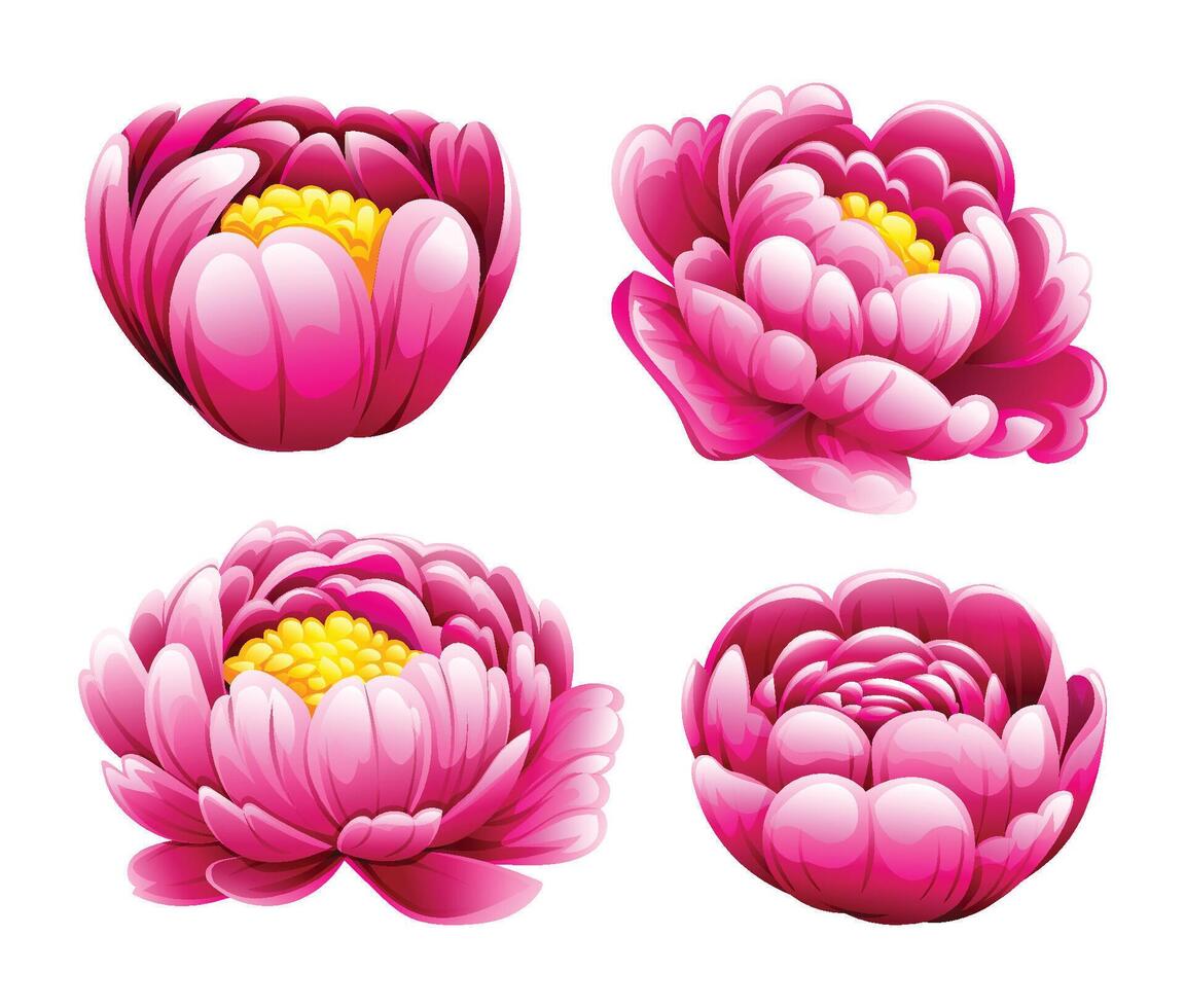 Set of pink peony flowers. Cartoon illustration vector