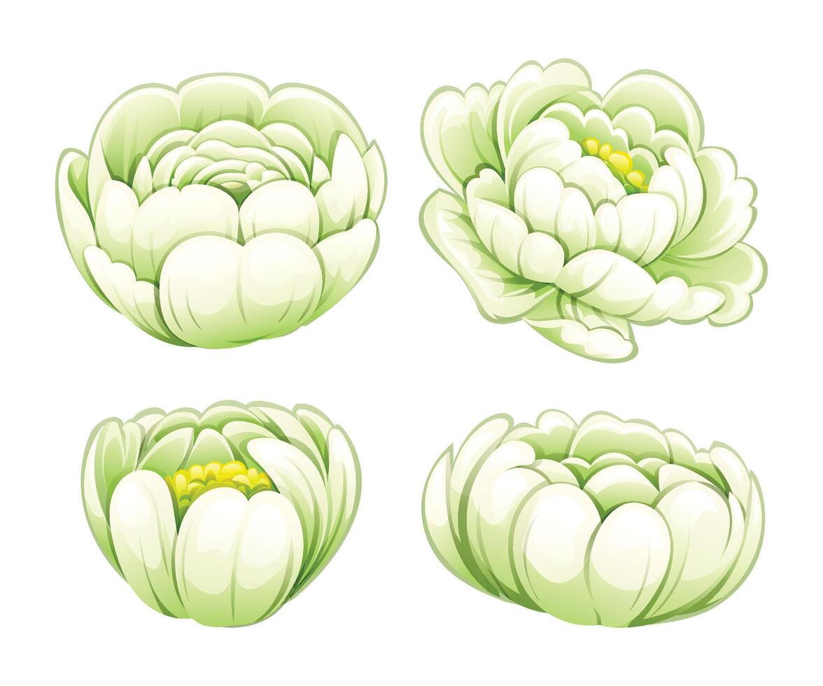 Set of white peony flowers. Cartoon illustration vector