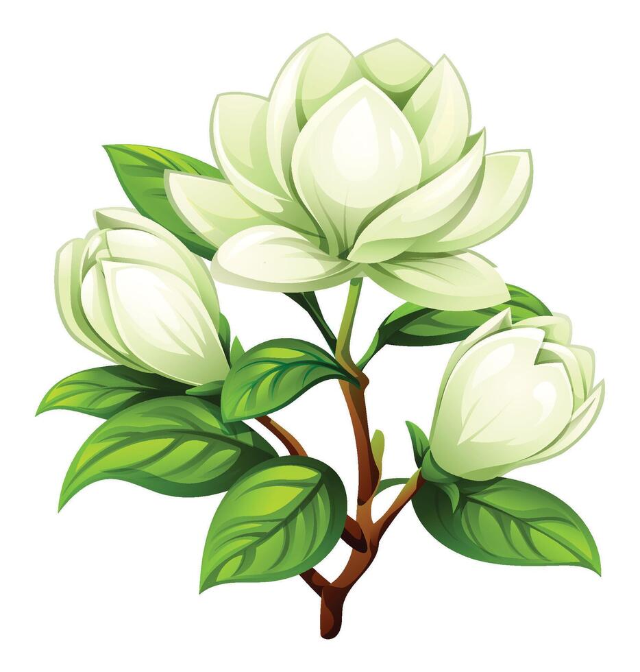 White magnolia flowers with leaves on a branch. Cartoon illustration vector