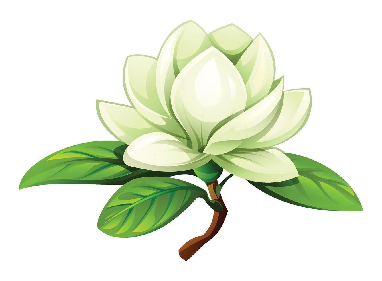 White magnolia flower with leaves. Cartoon illustration isolated on white background vector