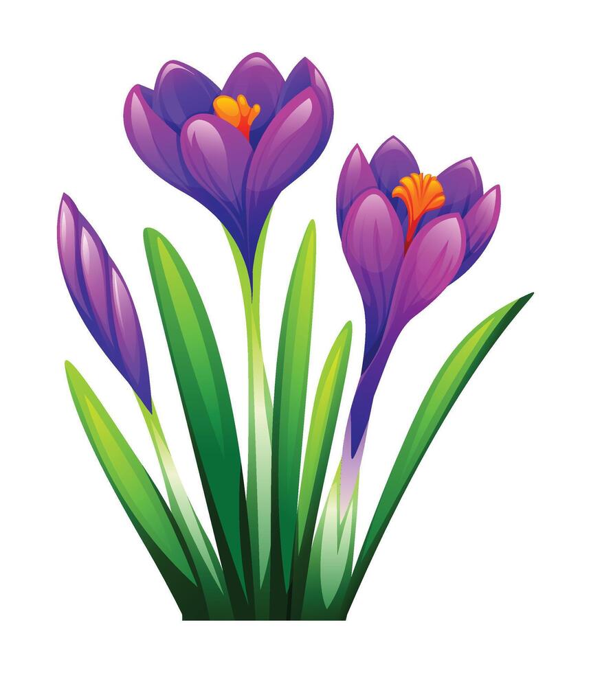 Purple crocus flowers with a bud surrounded by leaves. cartoon illustration vector
