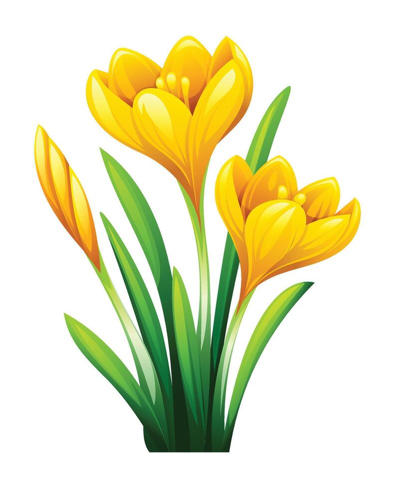 Yellow crocus flowers with a bud surrounded by leaves. cartoon illustration vector