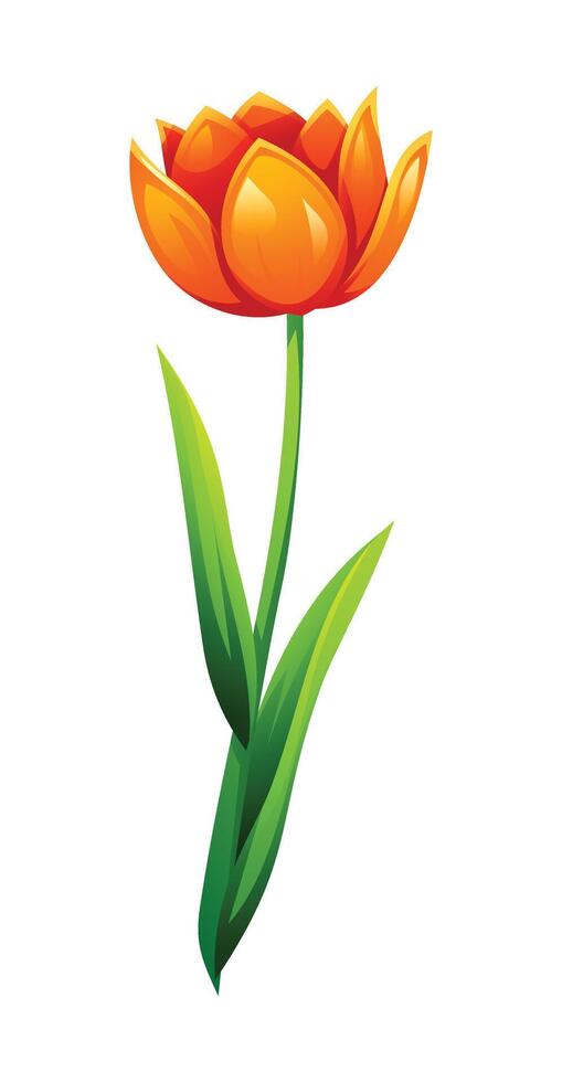 Orange tulip flower with elegant petals and green leaves, perfect for spring-themed designs. Cartoon illustration vector