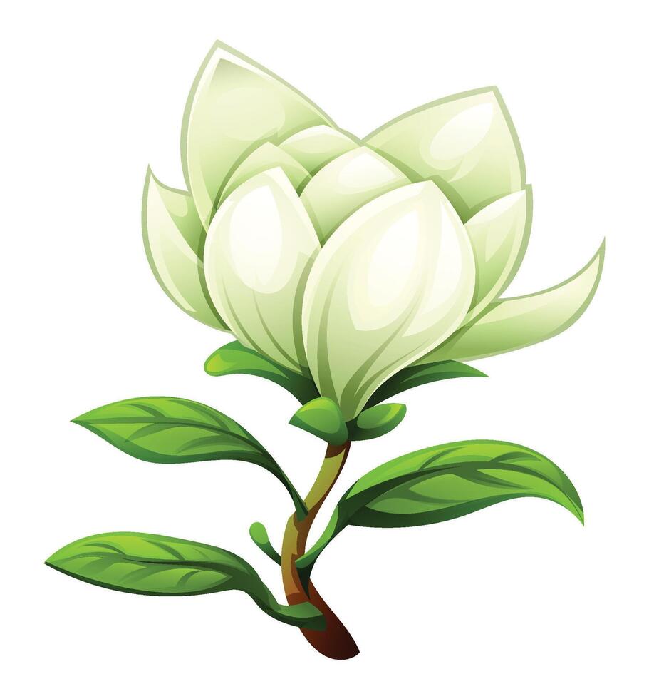 Magnolia flower with delicate white petals and green leaves. Cartoon illustration isolated on white background vector