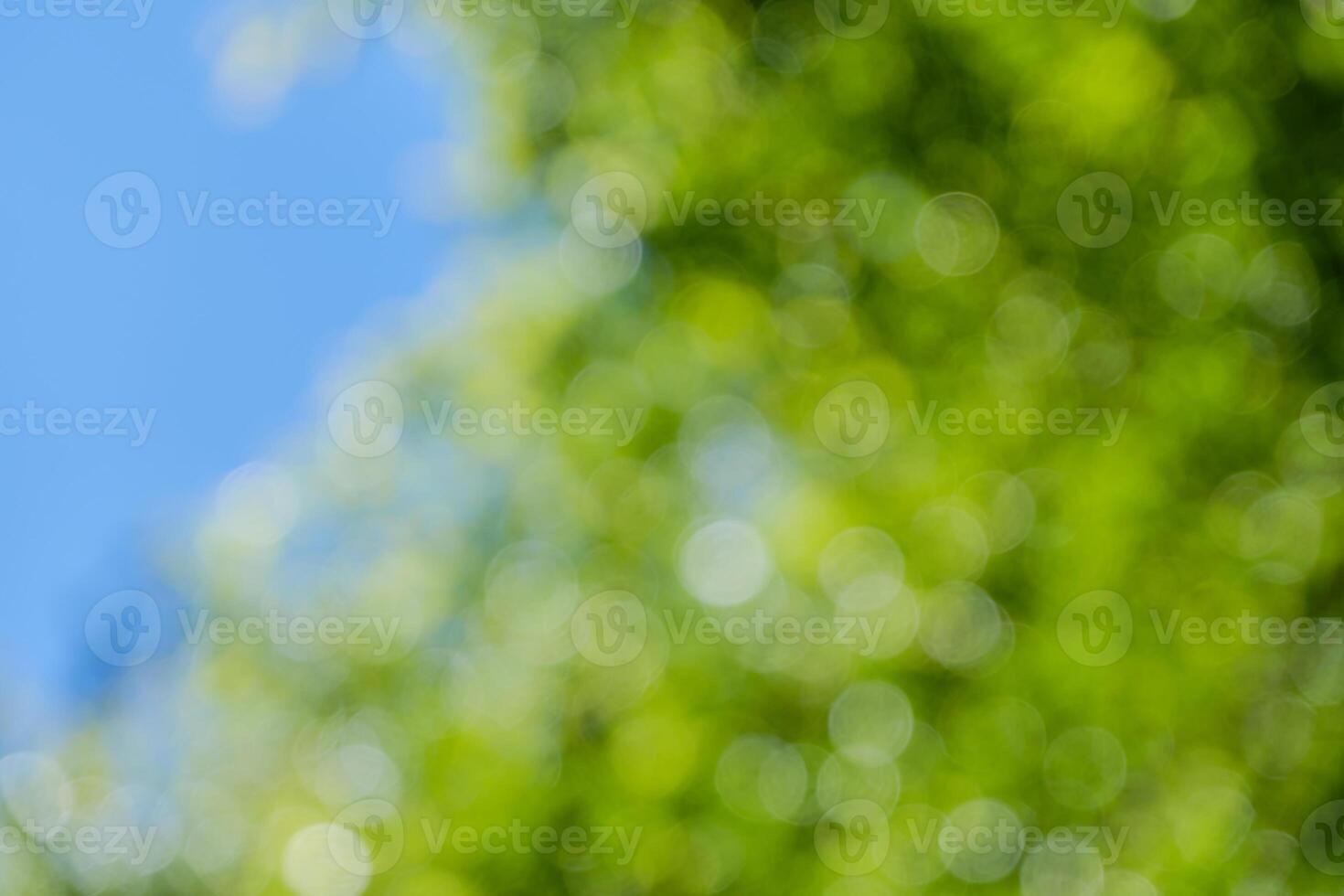 bokeh background of tree photo