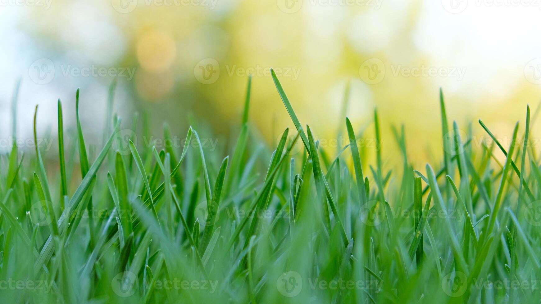 Close-up vibrant green grass lawn, natural greenery background texture of lawn garden. The lush blades of grass fill the frame. Lawn for training football pitch, Grass Golf Courses, bokeh photo
