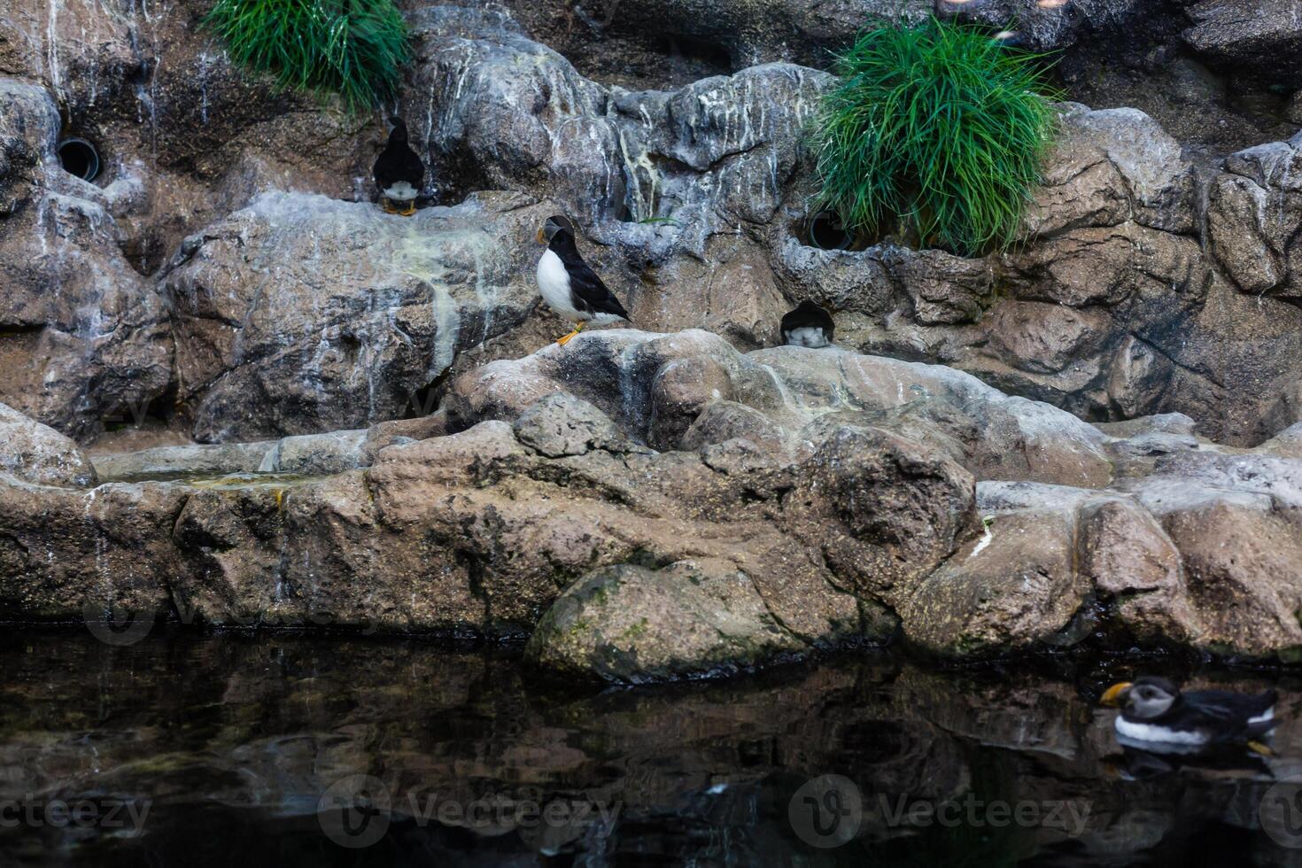 Penguins in Loro Park , Loro Parque. Loro Park is one of the most famous parks in Europe, Tenerife, Canary Islands. photo