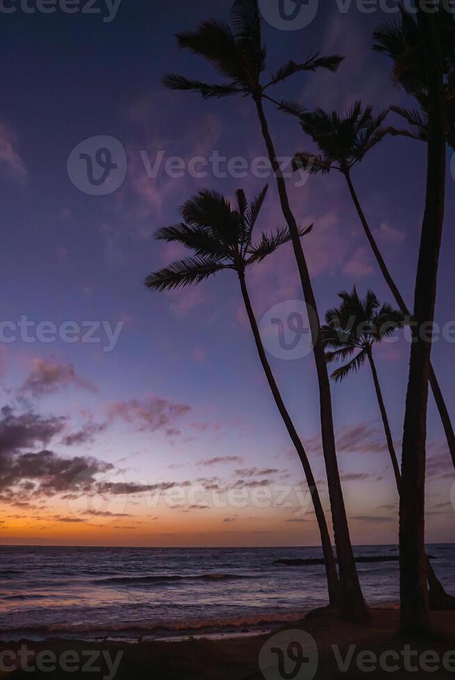 Silhouetted palm trees stand against a vivid sunset sky of purple and orange hues, with gentle ocean waves and scattered clouds in Hawaii. photo