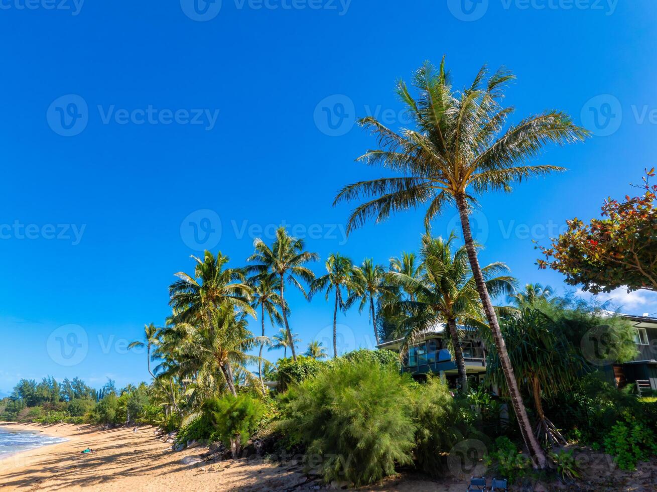 Golden sandy beach on Kauai island bordered by lush greenery and swaying palm trees. A house with large windows is nestled among the vegetation. photo