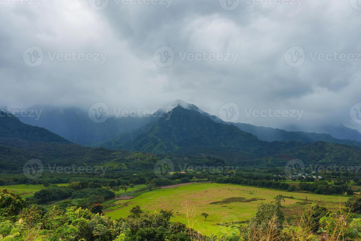 A green valley with vibrant vegetation, scattered cattle, and dramatic mist covered mountains on Kauai Island. Overcast sky adds a serene atmosphere. photo