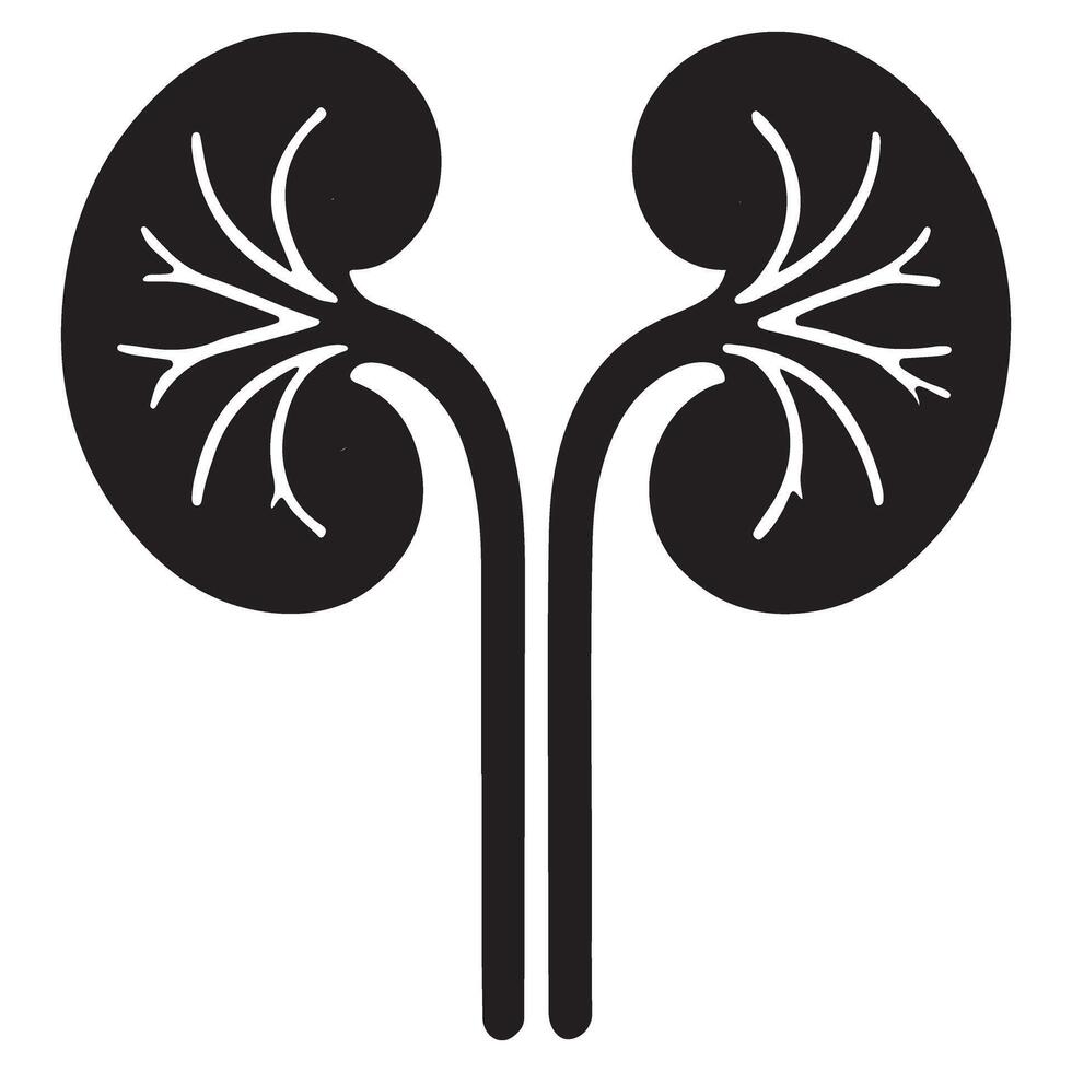 Human Kidneys Illustration Internal Organ Anatomy and Function vector